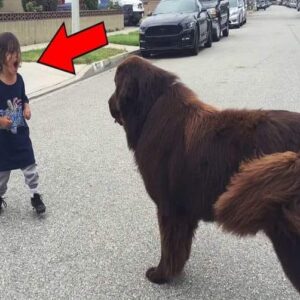 Boy Meets Dog In The Street – No One Expected What Happened Next