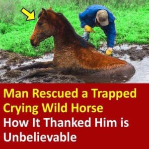 Man Rescued a Trapped Crying Wild Horse. How It Thanked Him is Unbelievable 😱😢