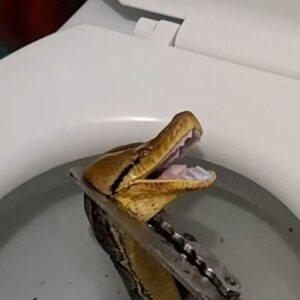 Massive 12-foot python slithers through toilet, startles homeowner