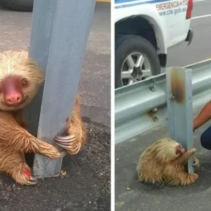 Police Rescue Cute Sloth Stuck on Highway – Heartwarming Story