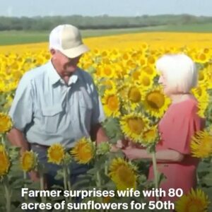 Farmer surprises wife with 80 acres of sunflowers for 50th wedding anniversary