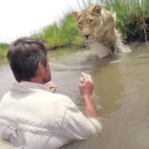 7 yrs after rescuing lioness, he sees her again – She pounces in jaw-dropping reunion