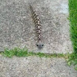 Discovering the mysterious gaboon viper—nature’s expert in camouflage and deadly accuracy