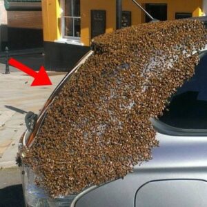 She parked her car one day to do some shopping, but when she returned, she saw that hundreds of unwanted guests had attacked her car.