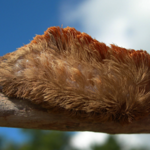 Mom sees kids with little “fur ball” at the park – looks closer and immediately realizes grave danger