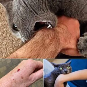 If the cat bites you, here’s what it really means… Check comments 👇🏻 🐈