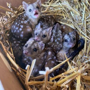 Gang finds unusually spiky creatures in nest – takes a closer look and jaws drop when they realize what kind of animals they are – OMG