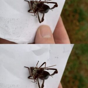 What To Do If Bitten By An Assassin Bug