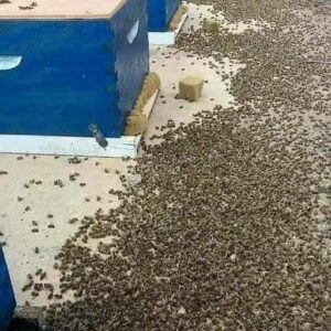 Thousands of Dead Bees Highlight the Devastating Effects of Pesticides