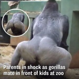 Parents Are Horrified When 2 Gorillas Get Busy In Front Of The Kids.