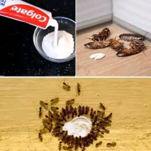 HOW TO REMOVE ANTS AND COCKROACHES