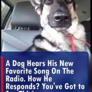 A Dog Hears His New Favorite Song on the Radio. How He Responds? You’ve Got to See This