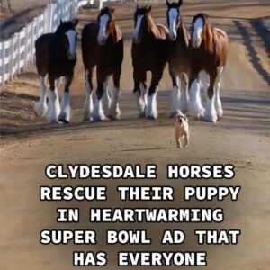 (VIDEO)Clydesdale Horses Rescue Their Puppy in Heartwarming Super Bowl Ad That Has Everyone in Tears