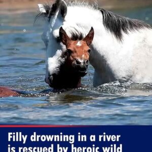 (VIDEO)Filly drowning in a river is rescued by heroic wild stallion