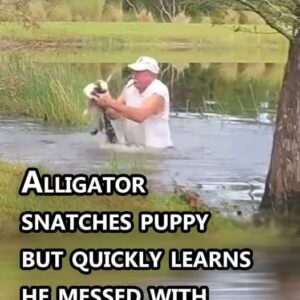 (VIDEO)Alligator snatches puppy but quickly learns he messed with the wrong dad