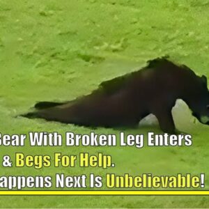 Bear With Broken Leg Enters Village & Begs For Help. What Happens Next Is Unbelievable!