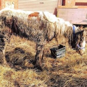 Starving horse is dumped and left to die, but brave volunteers does the only right thing