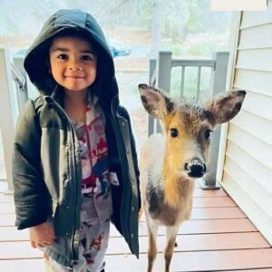 During a family vacation, a 4-year-old boy befriends a wild deer and tries to bring it home