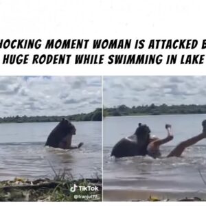 Shocking moment woman is attacked by a capybara while swimming in a lake