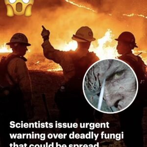 California wildfires could make ‘The Last of Us’ a REALITY: Scientists warn blazes could spread deadly fungal spores beyond their natural habitats – and say they could infect humans