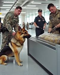 The police dog, seeing this bag at the airport, began to whine and look at the border guard